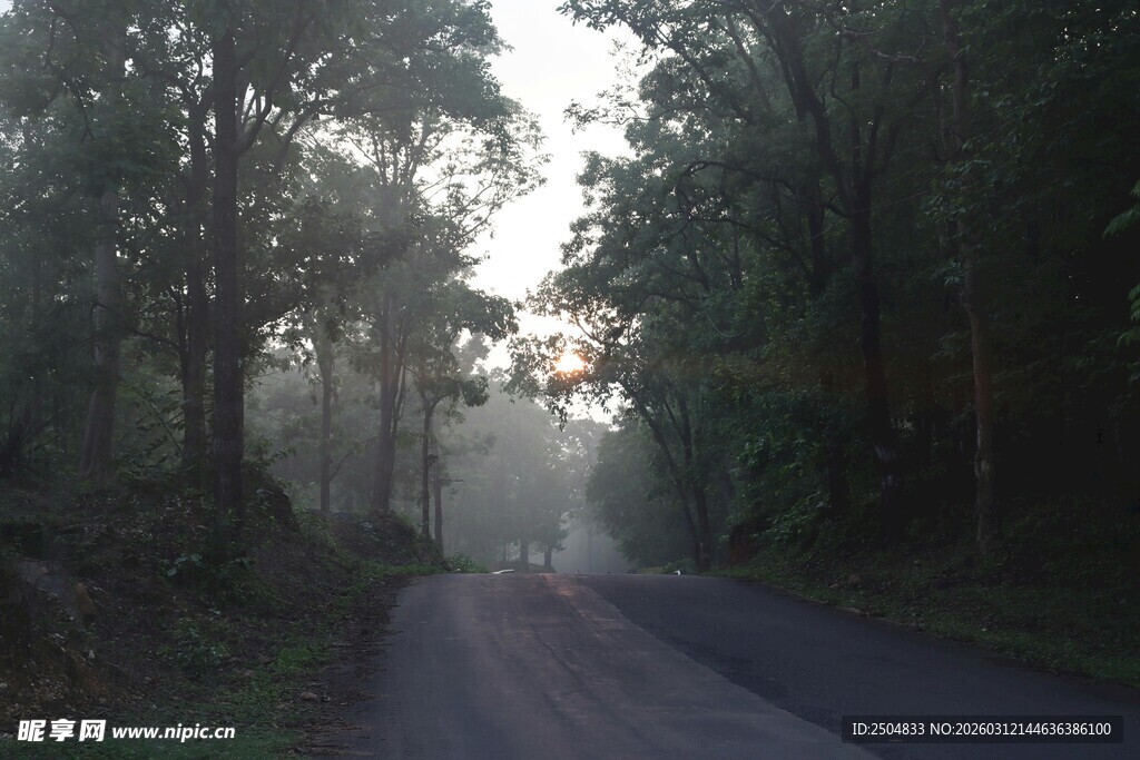晨雾中的林间静谧公路
