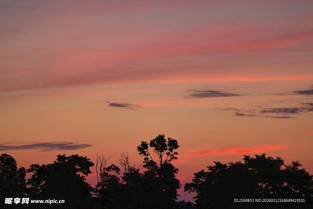 日落时分的树木剪影