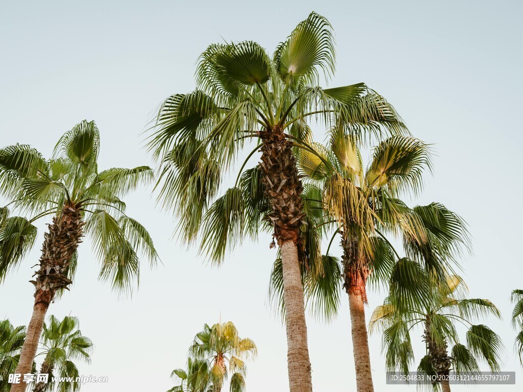 挺拔的棕榈树在蓝天之下