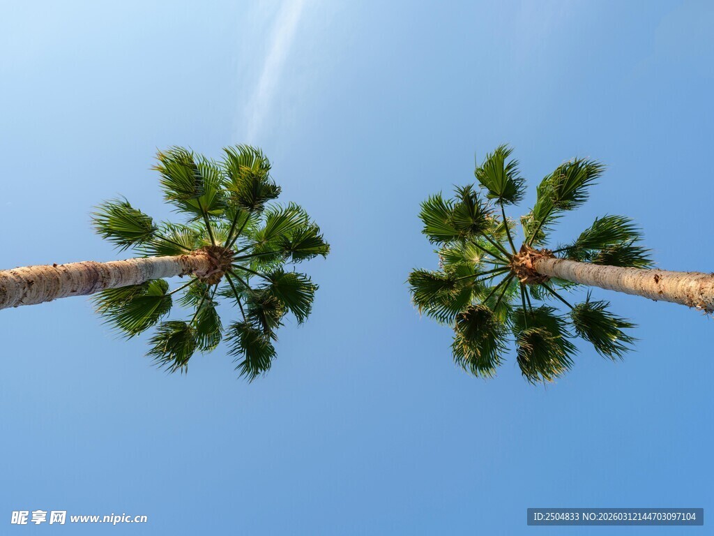 仰望蓝天中的两棵棕榈树