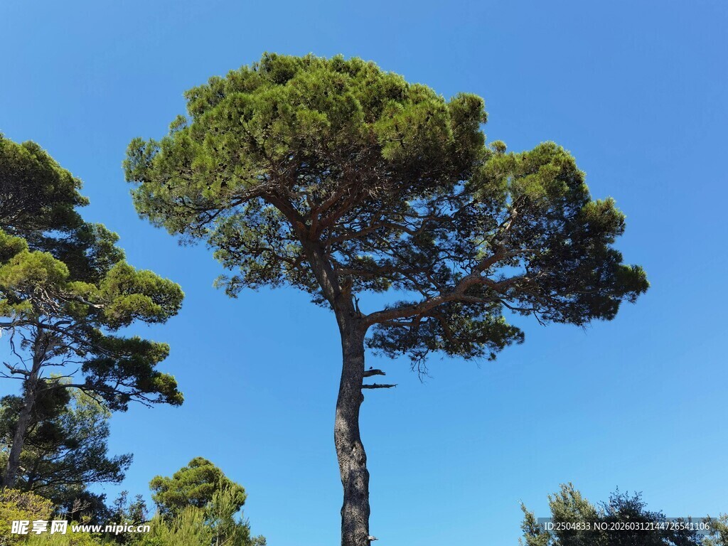 挺拔松树傲立蓝天之下