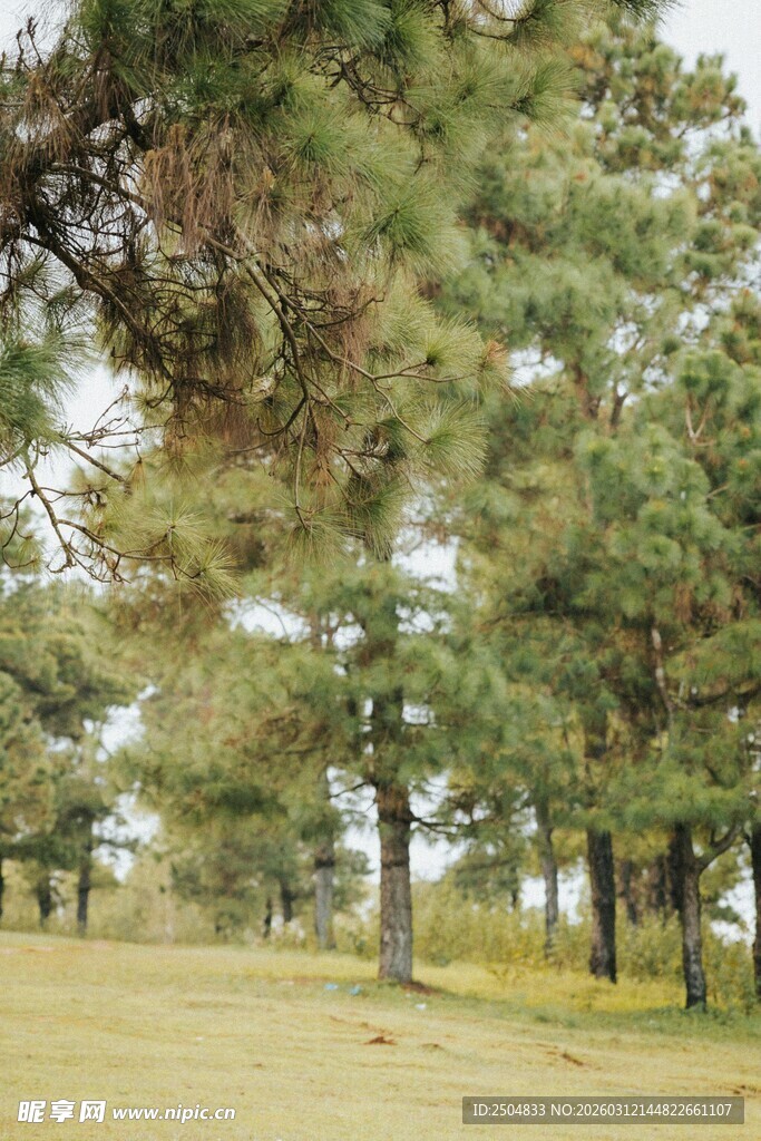 林间草地 松树林自然景致