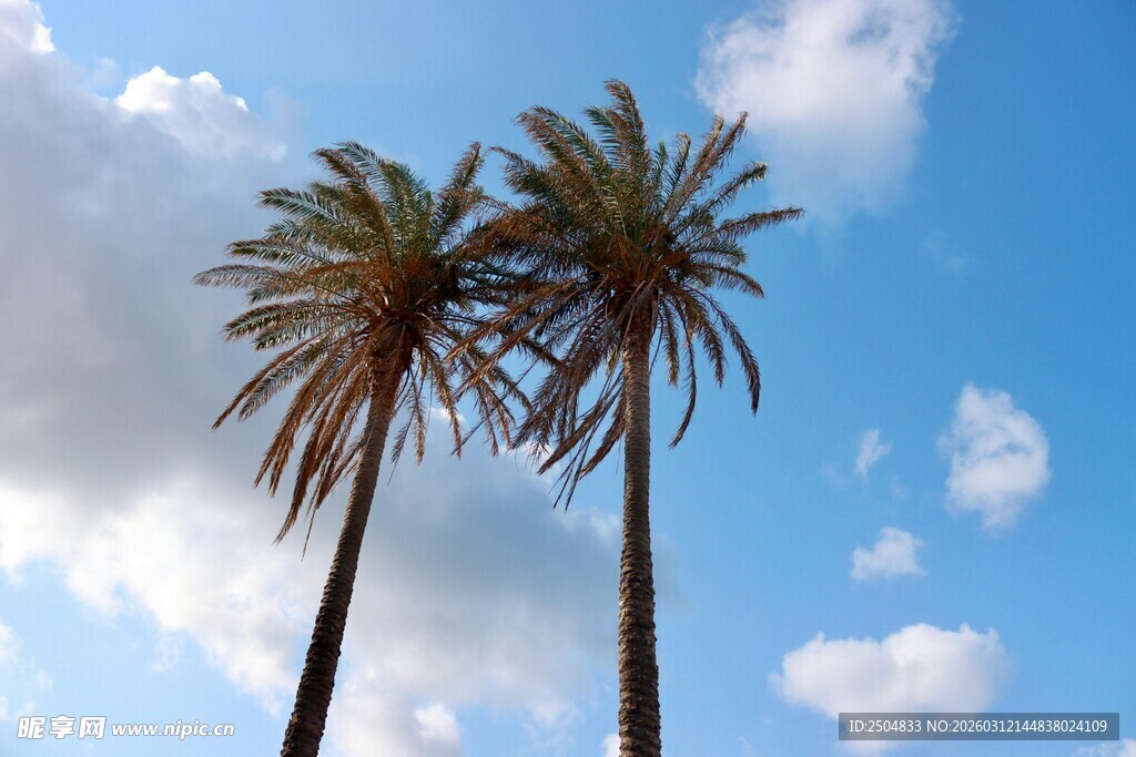 蓝天映衬下的两棵棕榈树
