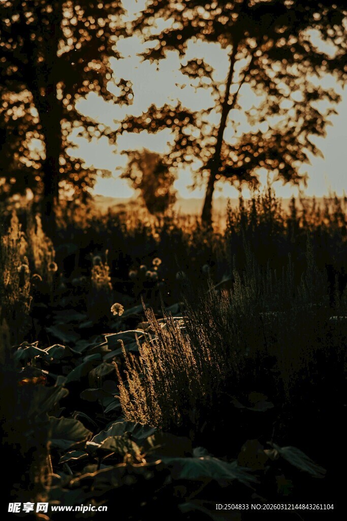 夕阳下的树林与丛生草木