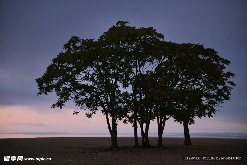黄昏下的孤独树木