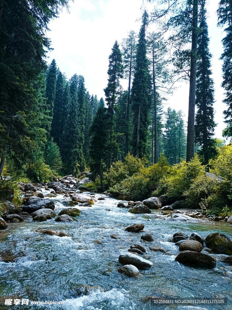 山间溪流穿林而过