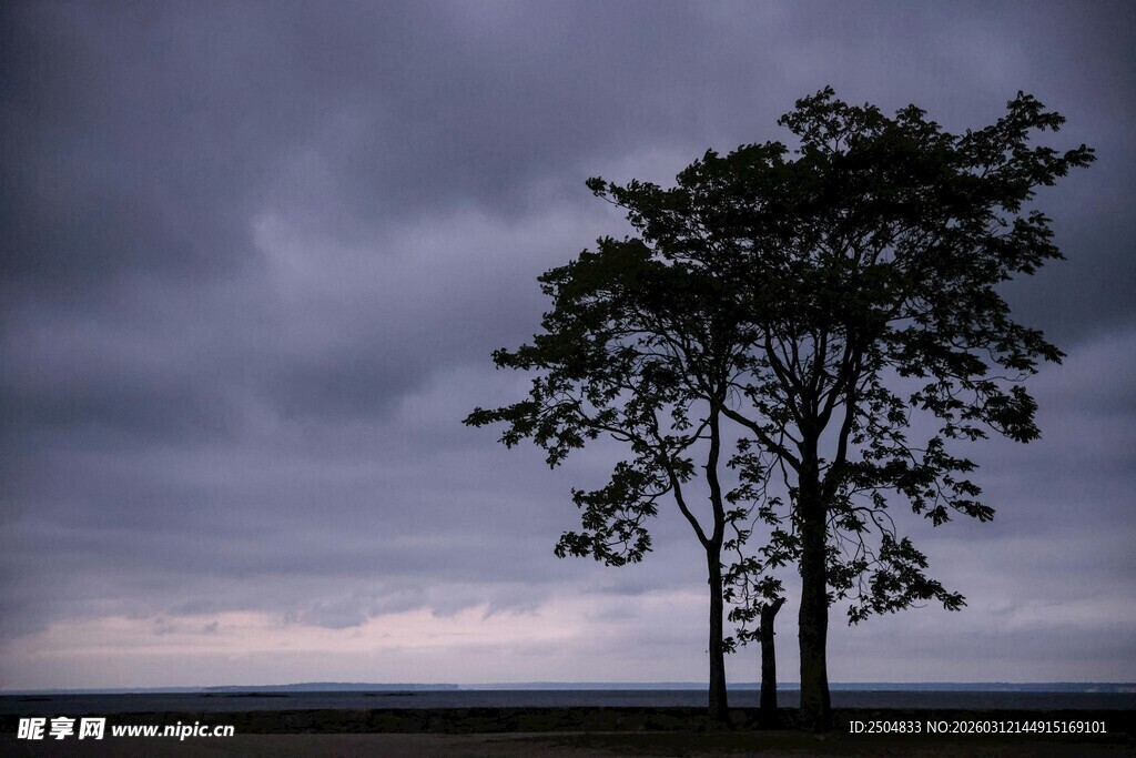 孤独树木立于 沉天空下