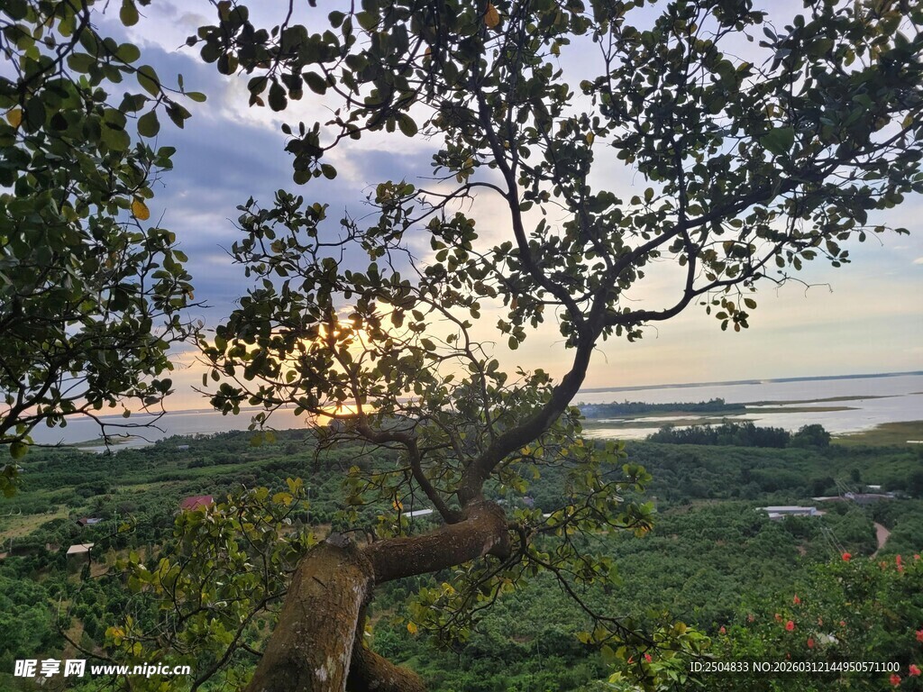 黄昏下的孤树与山间景致