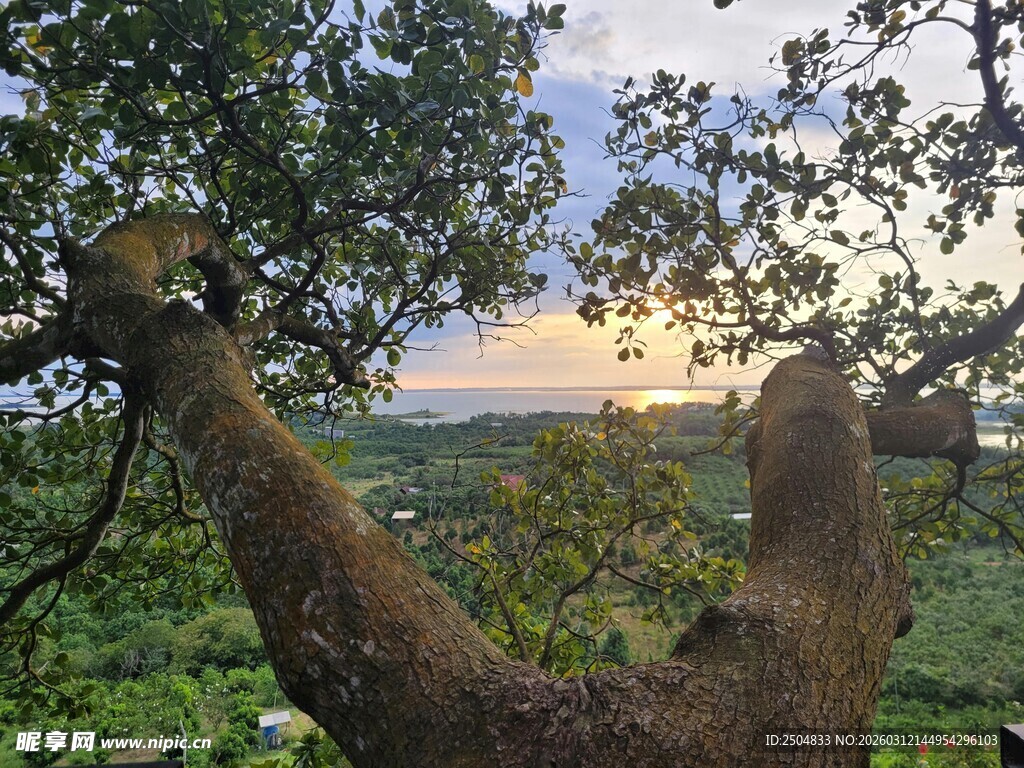 透过树干赏天边美丽景致
