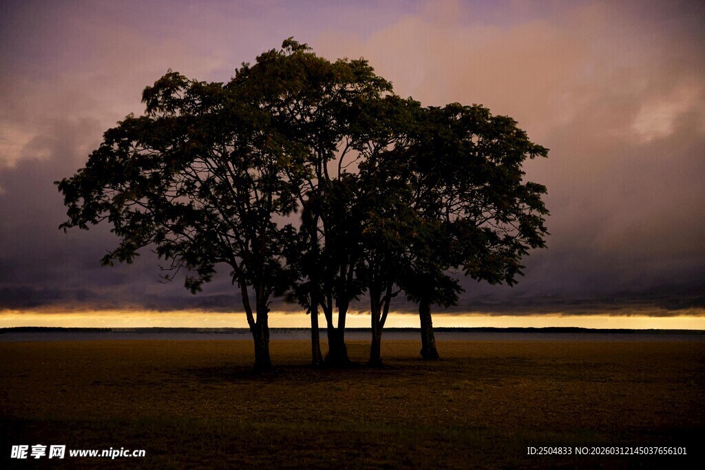 黄昏旷野中的孤独树木