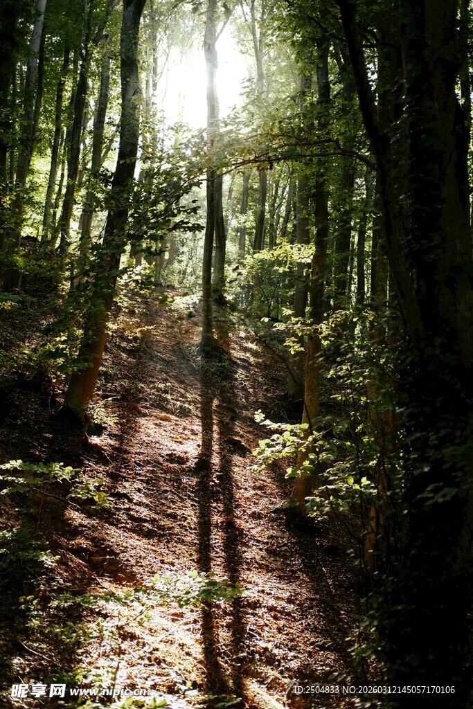 阳光洒落的静谧森林小径