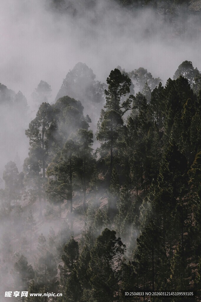 云雾缭绕的山林美景