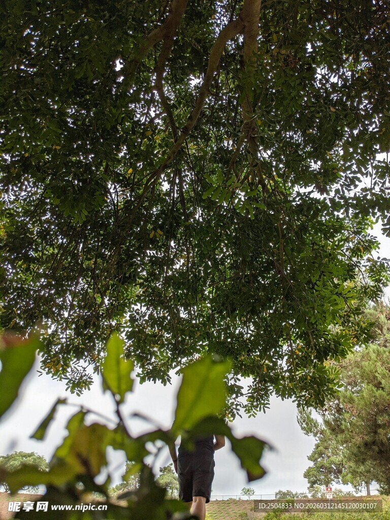 繁茂绿树与茂盛枝叶景观