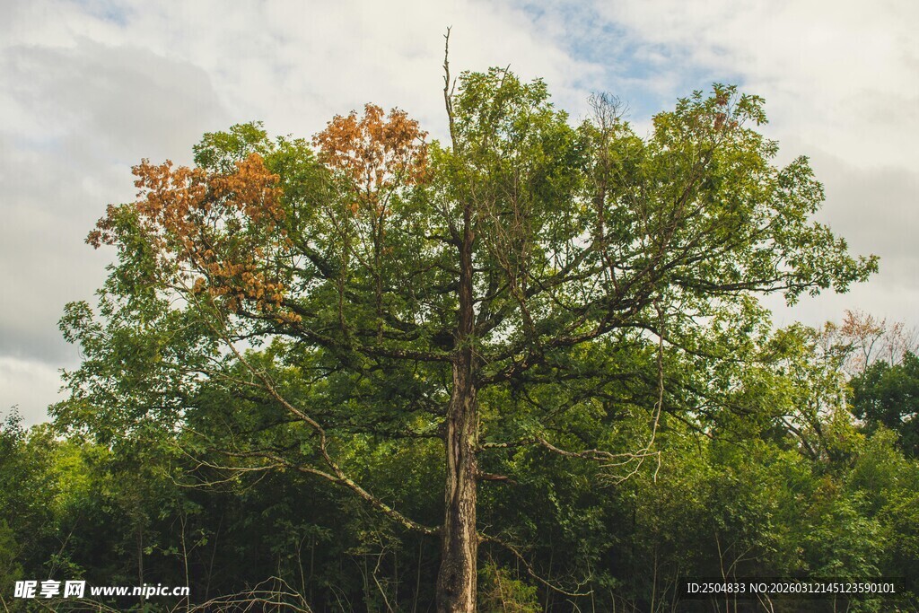 秋日挺拔树木与多彩枝叶