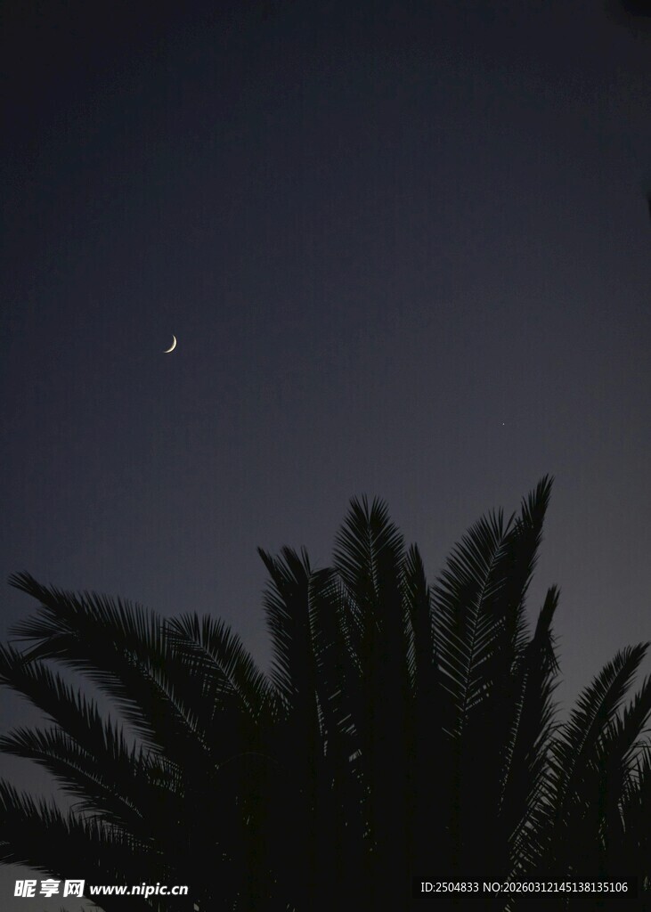 夜空下的棕榈树与星星