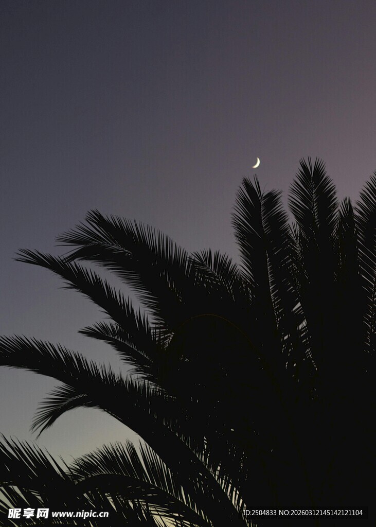 夜幕下的棕榈树与月牙