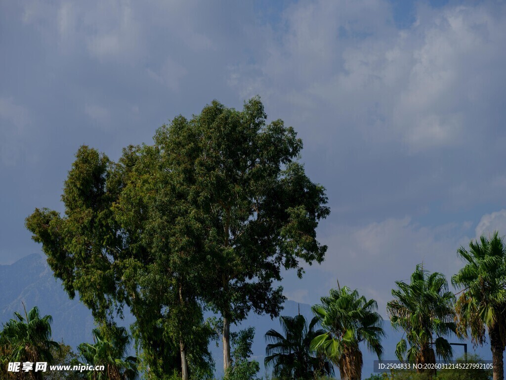 高大绿树与棕榈树的景致