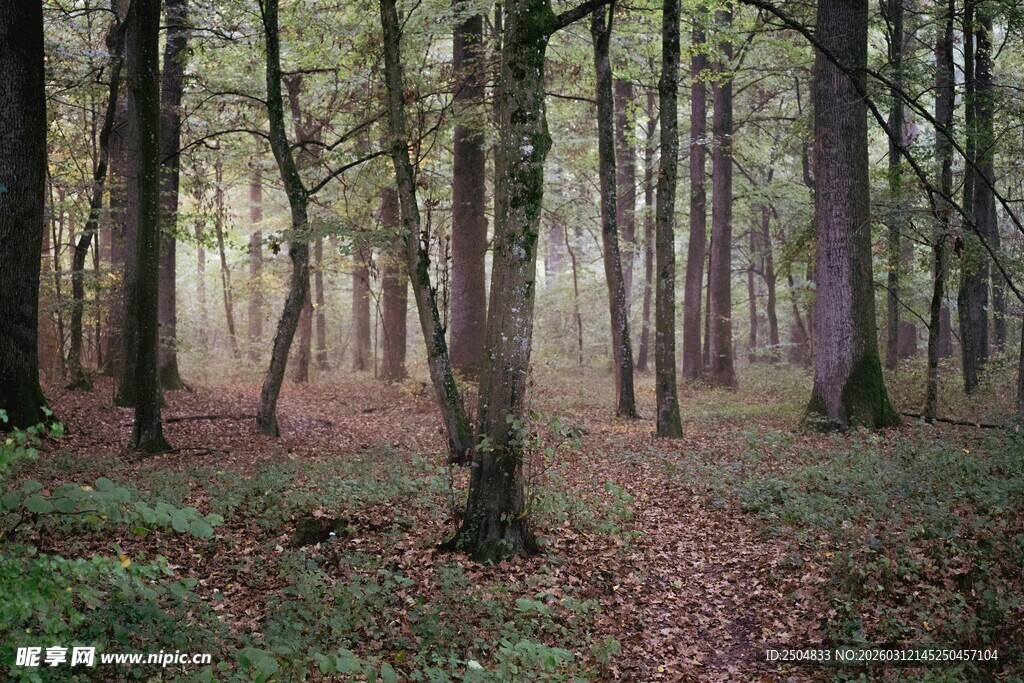迷雾中的静谧森林小径