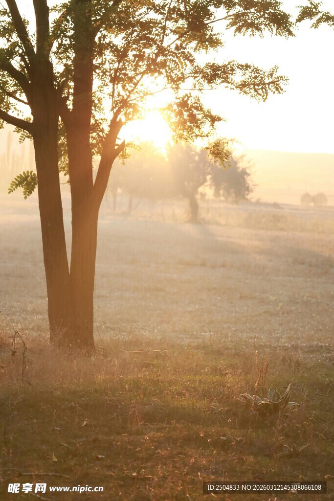 晨雾中树林的温暖阳光