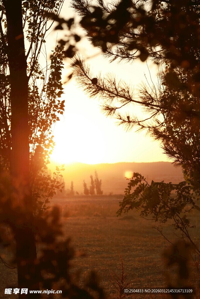 夕阳透过树木洒下的美景