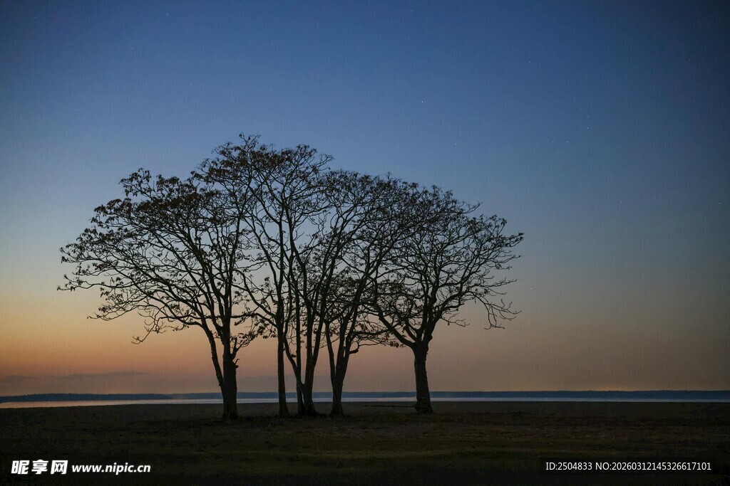 黄昏下的孤独树木