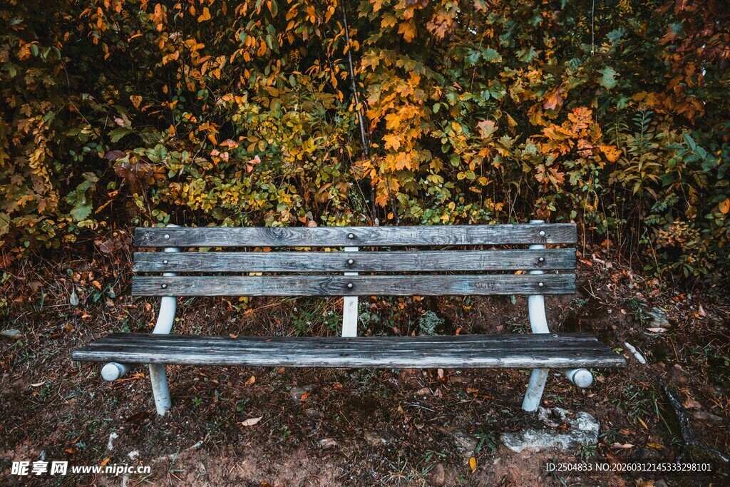 秋日林间长椅