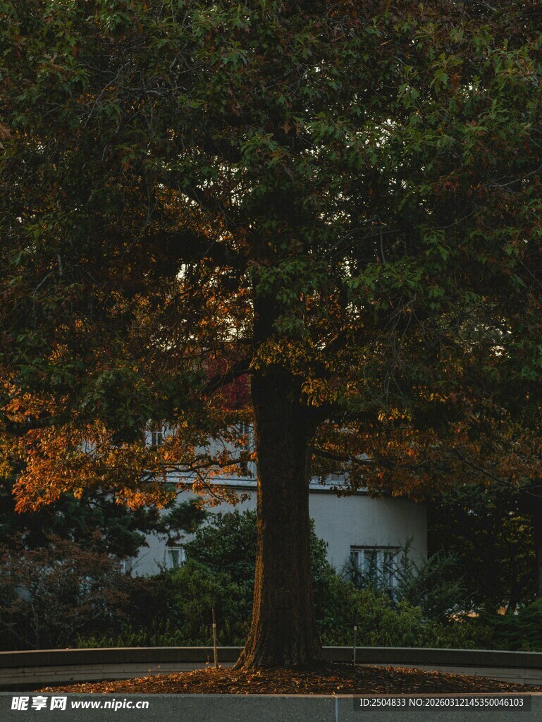 秋日大树下的静谧景象