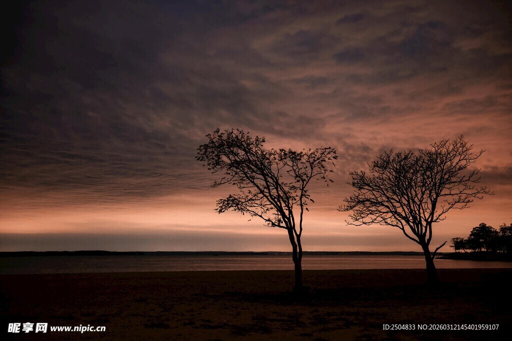 黄昏旷野中的两棵孤树