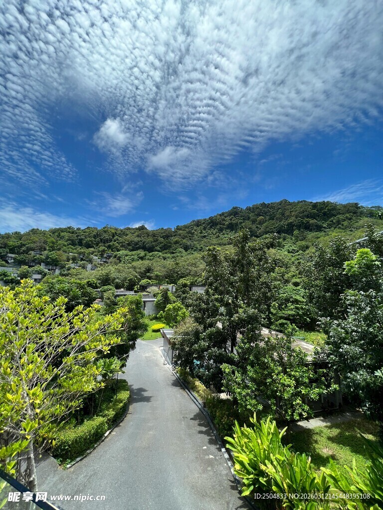 山间小径旁的繁茂绿植