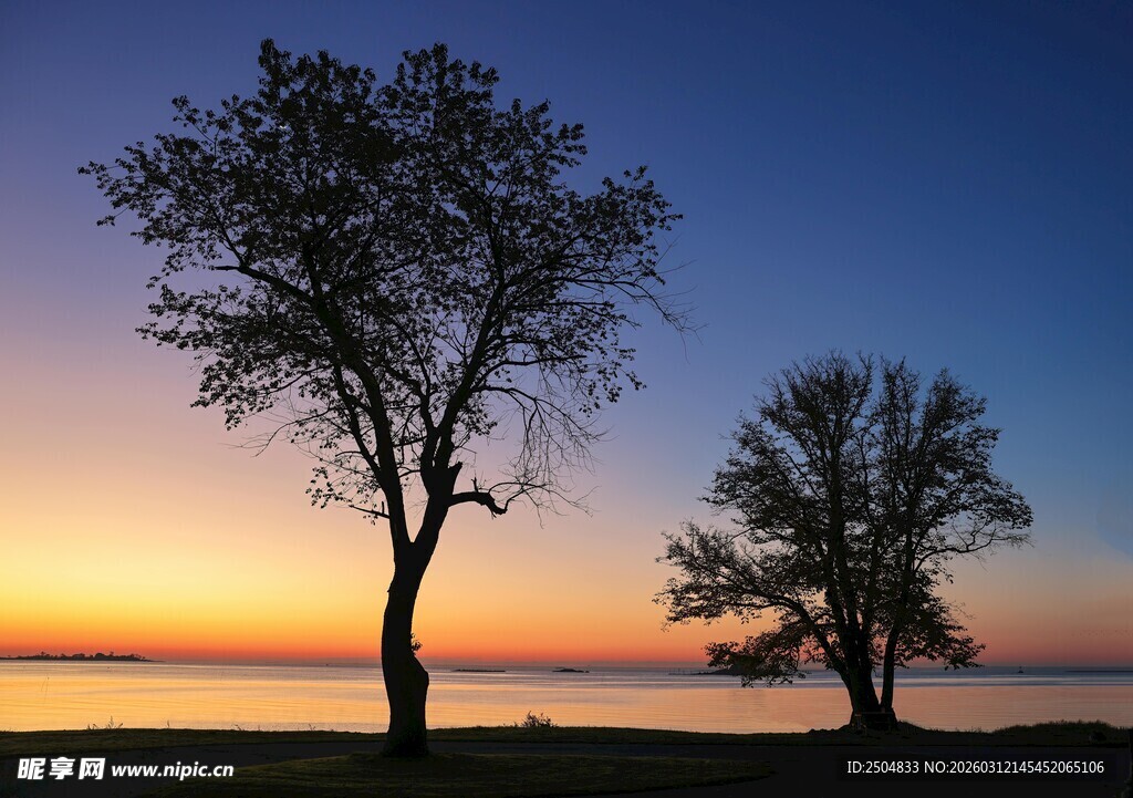 夕阳下的两棵树剪影