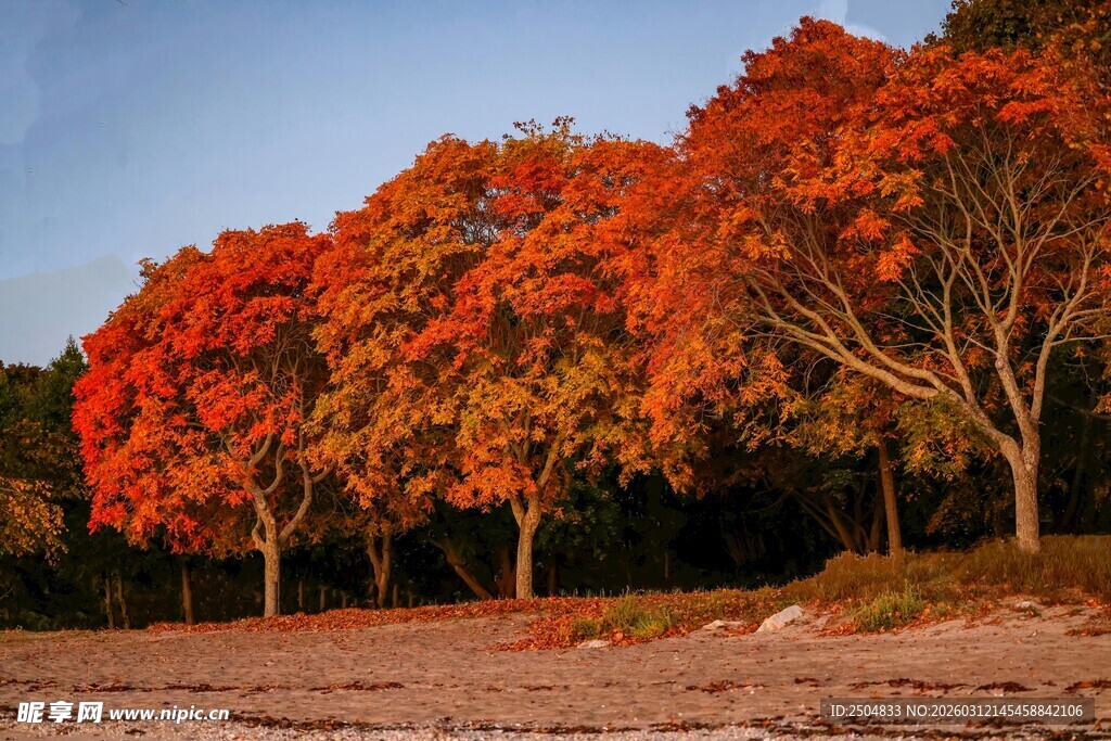 秋日红叶树林美景