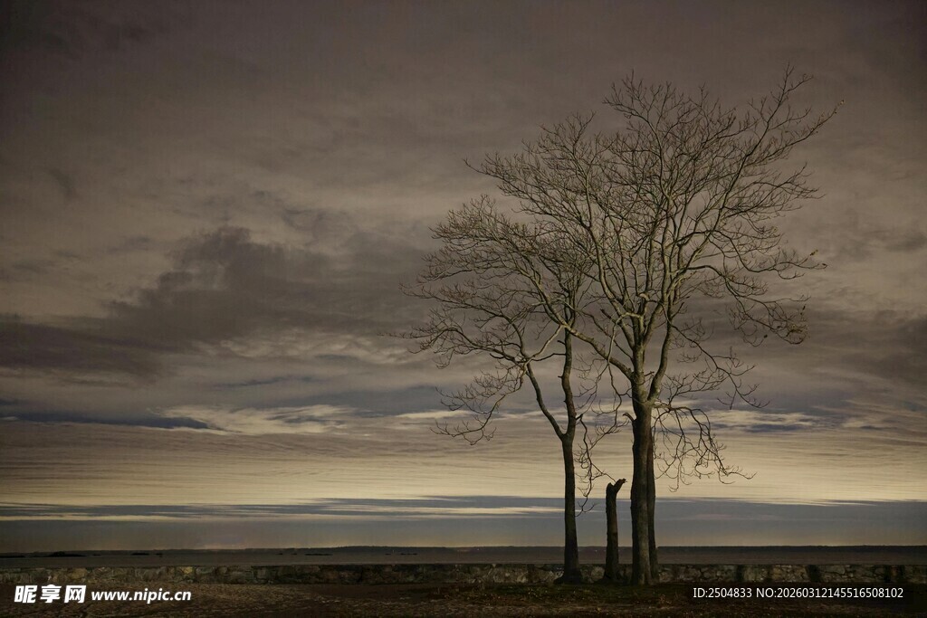 孤独树木立于 沉天地间