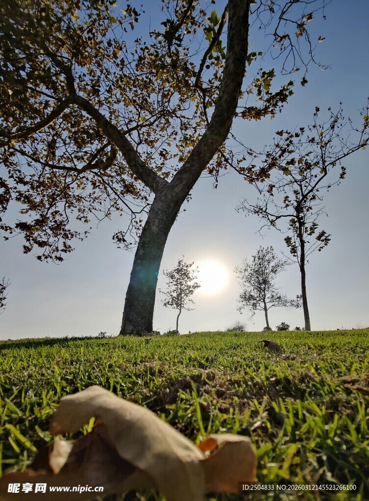 阳光下的草地与大树景象