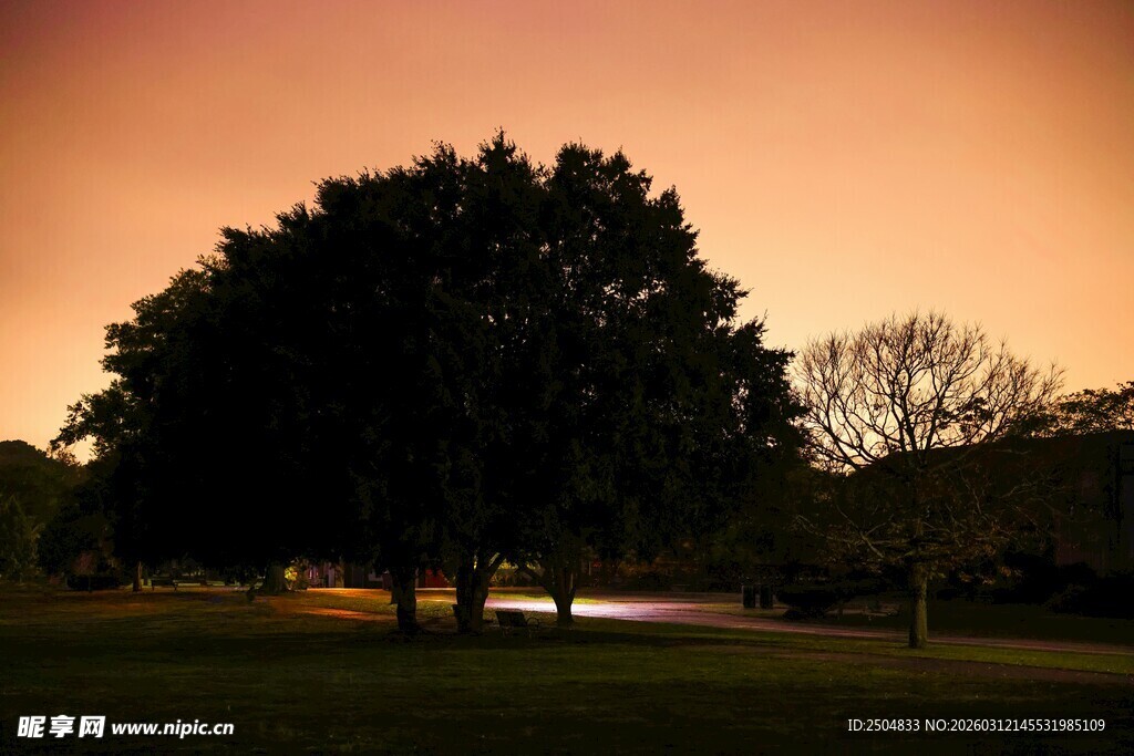 黄昏下的静谧树木景观