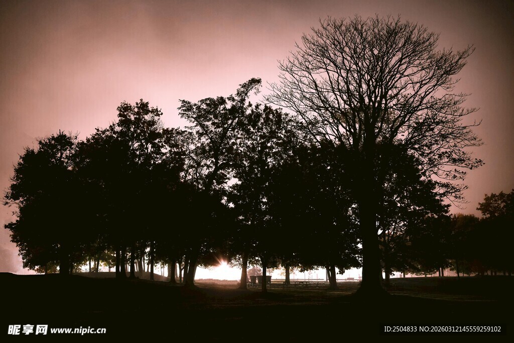 黄昏下的树木剪影