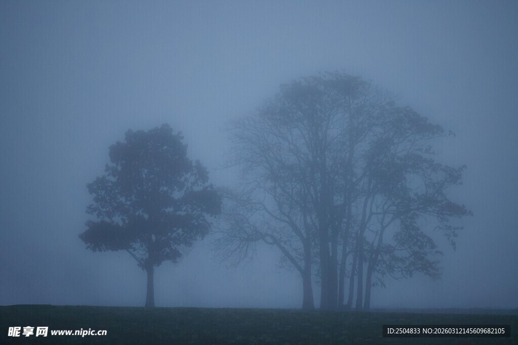 雾中树木景观