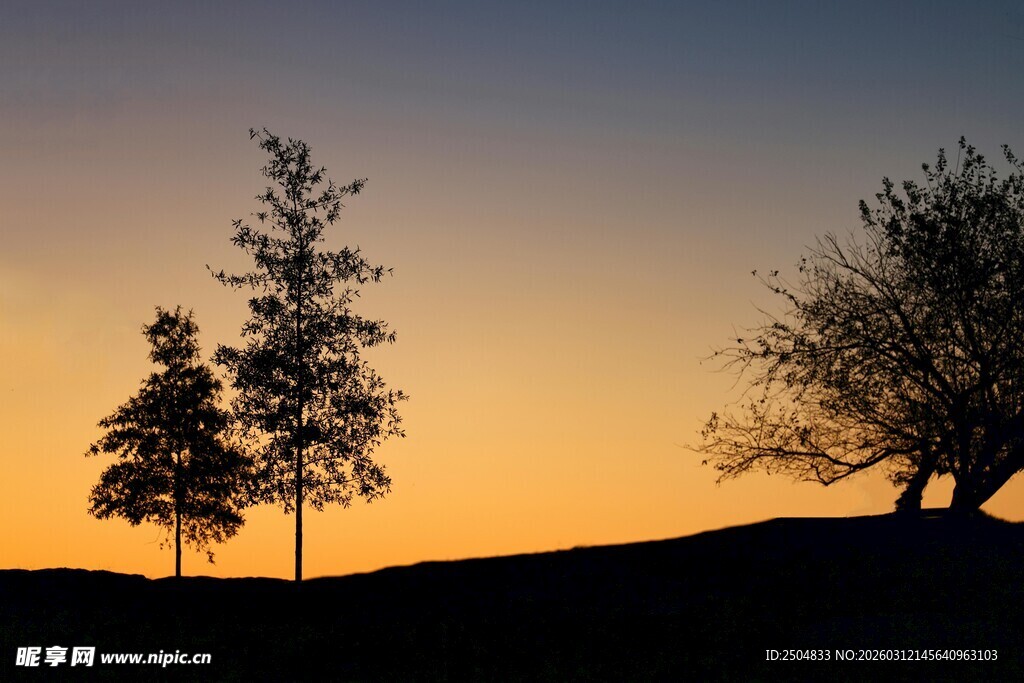 夕阳下的树木剪影景象