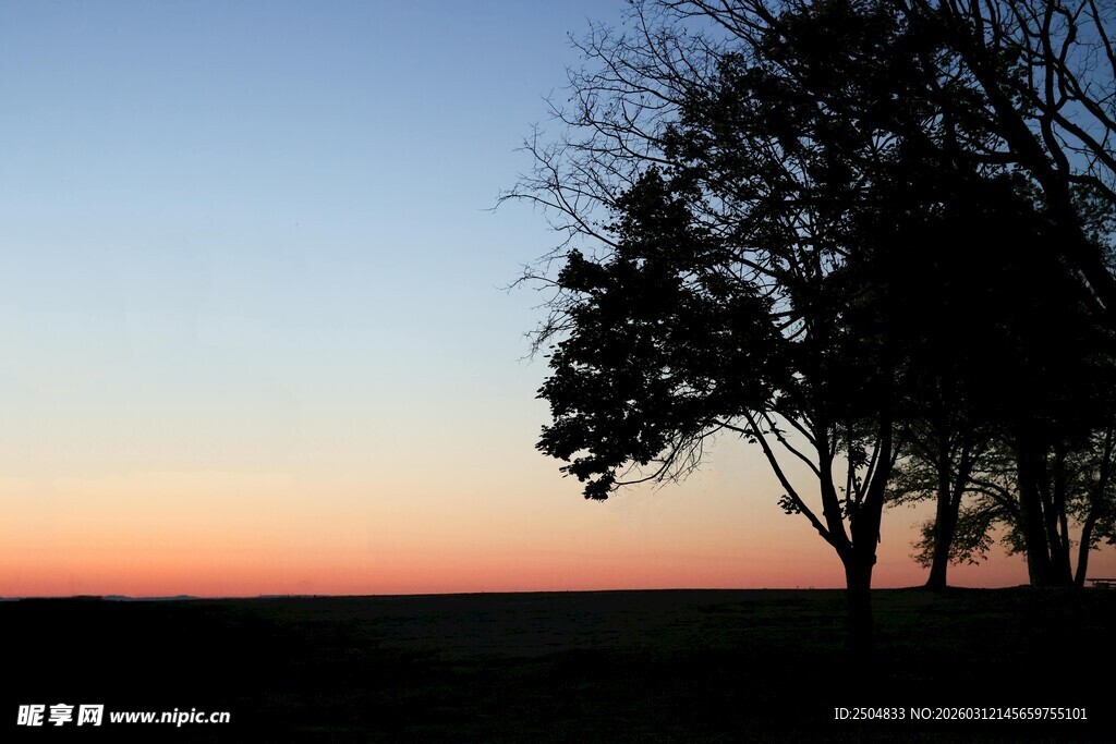 黄昏下的树木剪影