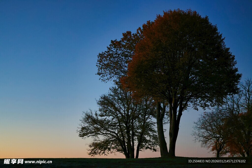 秋日黄昏下的树木剪影