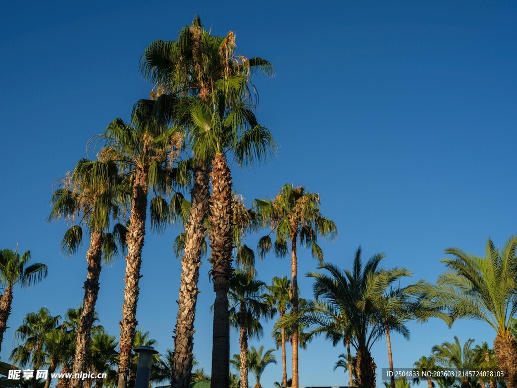蓝天映衬下的高大棕榈树