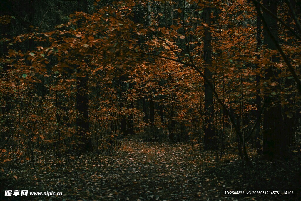 秋日林间小道景象