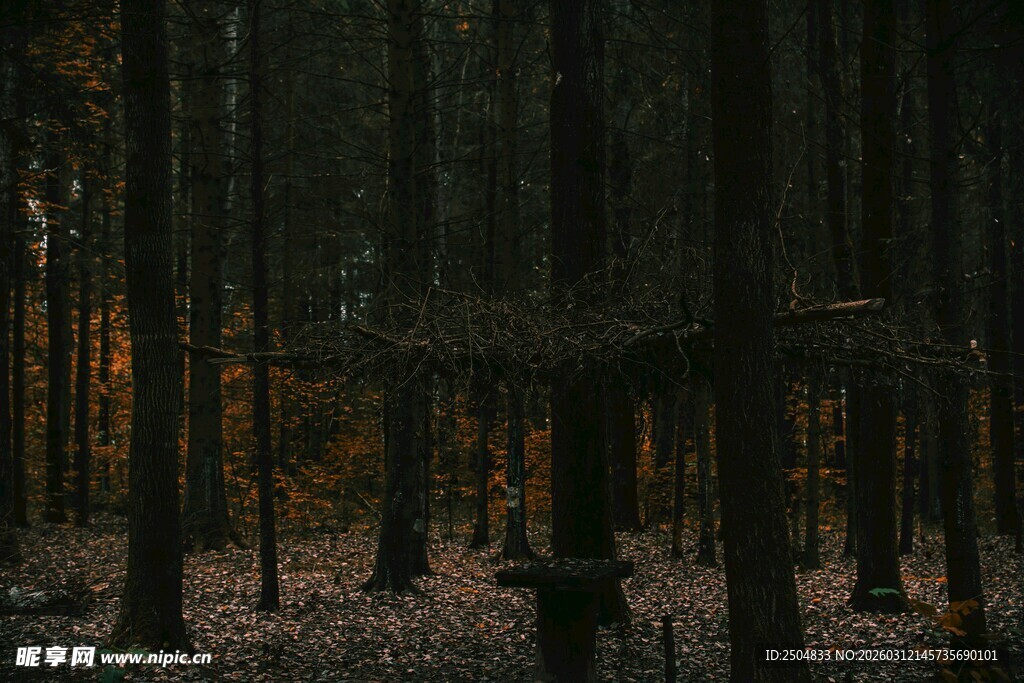 黄昏中的静谧森林景象