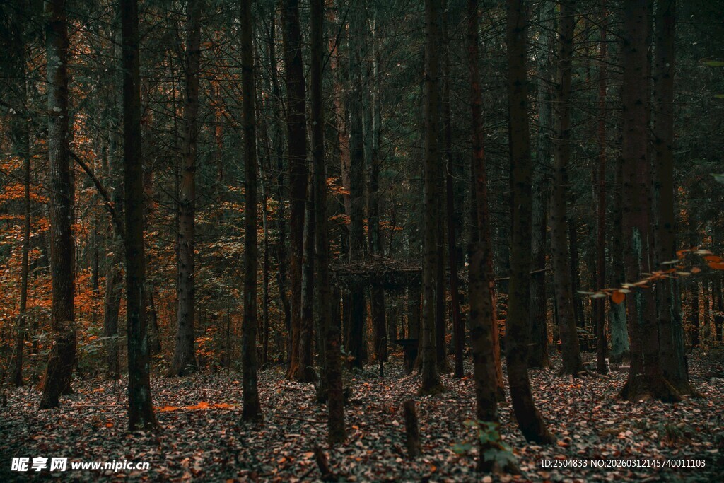 黄昏下静谧的森林美景