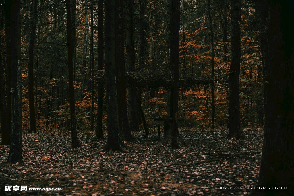 秋日静谧森林景象