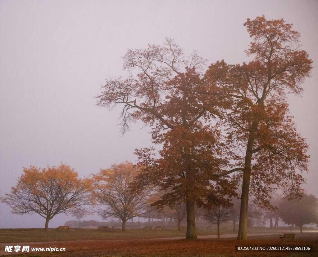 雾中秋日树林美景