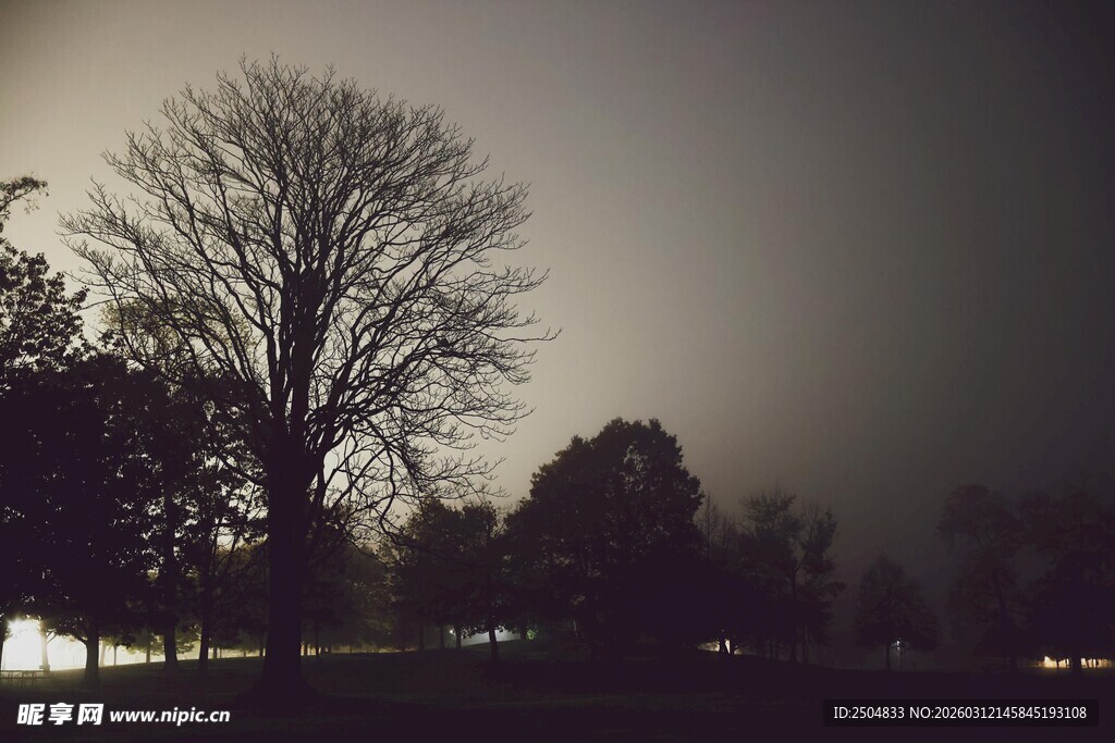 夜雾中的树木景象