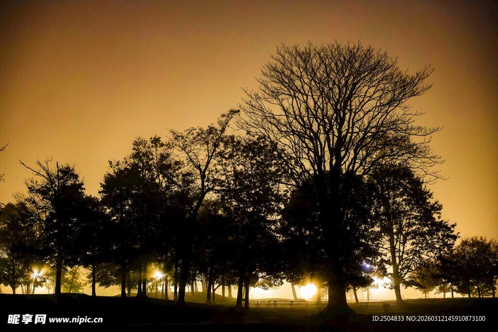 黄昏下的树木剪影