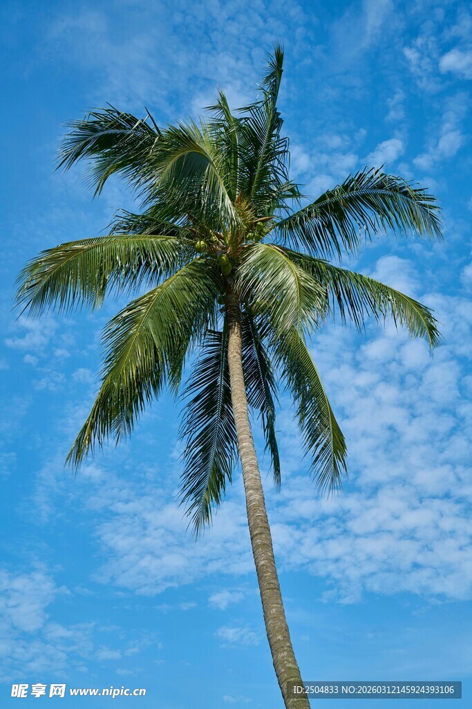 蓝天椰树 热带风情美景