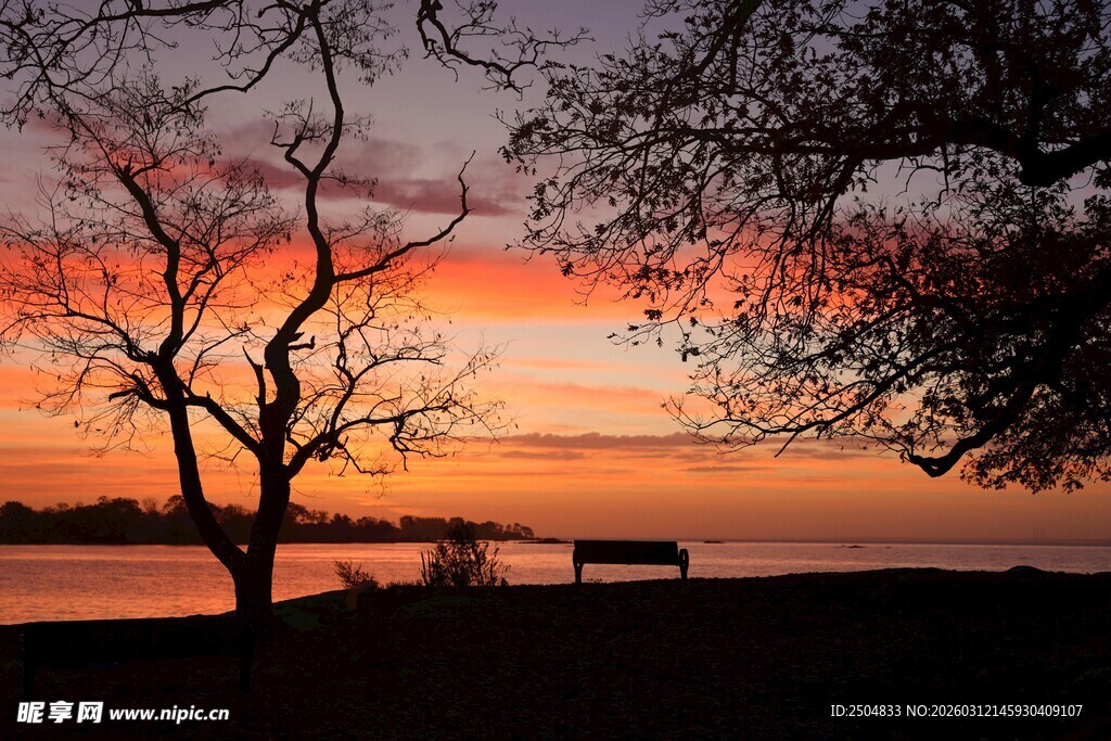 湖畔夕阳下的孤独树木