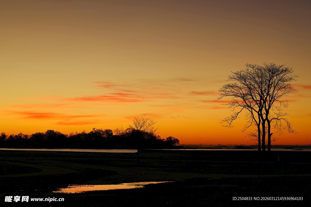 夕阳下的孤树剪影
